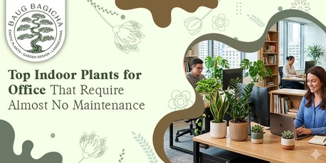 Mumbai, Farm & Garden, INR 01,  Indoor Plants For Office | Baugbagicha