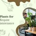 INR 01,  Indoor Plants For Office | Baugbagicha