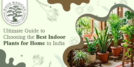 Mumbai, Farm & Garden, INR 01,  Indoor Plants For Office | Baugbagicha