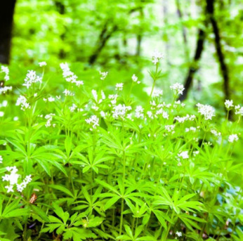 New York, Farm/Garden, Best Groundcover Plants To Improve Soil Health And Garden Appeal