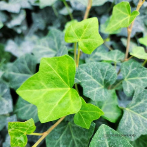 New York, Farm/Garden, Best Groundcover Plants To Improve Soil Health And Garden Appeal