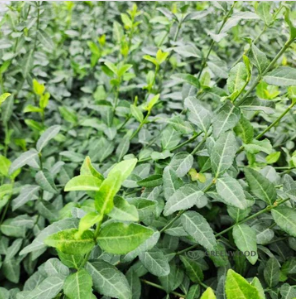 New York, Farm/Garden, Best Groundcover Plants To Improve Soil Health And Garden Appeal