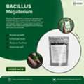 CAD 45, Boost Plant Power Naturally – Bacillus Megaterium From Universal Microbes