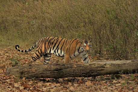 Mumbai, Travel, Chitwan National Park Tour | Nepal Tour Places