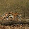 Chitwan National Park Tour | Nepal Tour Places