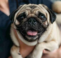 New York, Business, Blue Lake Animal Hospital