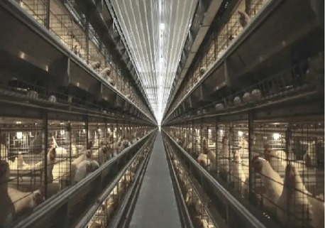 Mumbai, Business, High-Quality Breeder Cages For Poultry | Gartech India