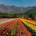 Best Time To Visit Kashmir: A Comprehensive Travel Guide