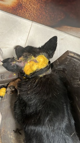 Riyadh, Pet Adoption, URGENT: German Shepherd Rescue Dog Needs Forever Home