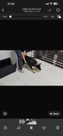 Riyadh, Pet Adoption, URGENT: German Shepherd Rescue Dog Needs Forever Home