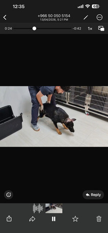 Riyadh, Pet Adoption, URGENT: German Shepherd Rescue Dog Needs Forever Home