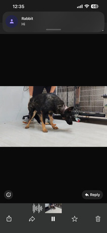 Riyadh, Pet Adoption, URGENT: German Shepherd Rescue Dog Needs Forever Home