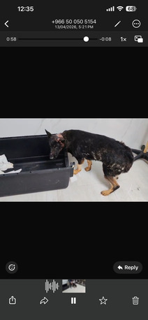 Riyadh, Pet Adoption, URGENT: German Shepherd Rescue Dog Needs Forever Home