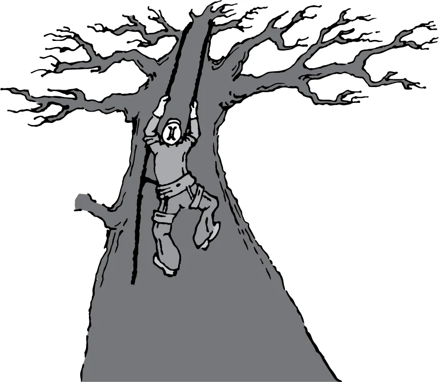 New York, Real Estate, Affordable Tree Removal Services West Jordan UT