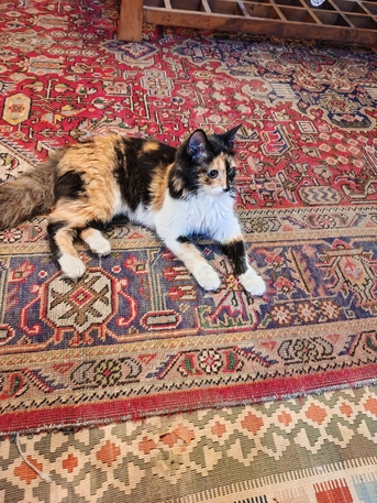 Manama, Pet Supplies, BHD 70,  Cat For Sale