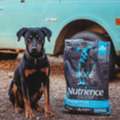 Salmon Dog Food For Healthy Skin