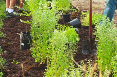 New York, Construction, Lawn Health Services By 605 Yards For Greener, Stronger Lawns