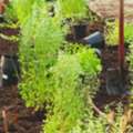 Lawn Health Services By 605 Yards For Greener, Stronger Lawns