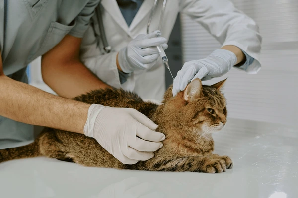 New York, Health, Advanced Pet Medical Facilities For Complete Care