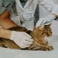 Advanced Pet Medical Facilities For Complete Care