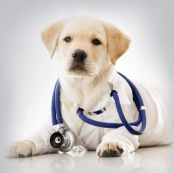 New York, Medical, Complete Veterinary Practice Management Software Solution