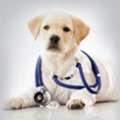 Complete Veterinary Practice Management Software Solution