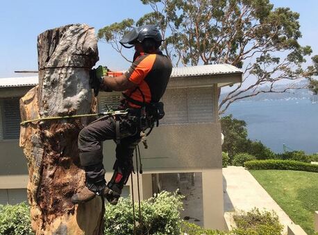 Sydney, Business, Tree Removal Services Gordon | Arborists NSW