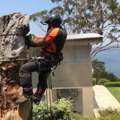 Tree Removal Services Gordon | Arborists NSW