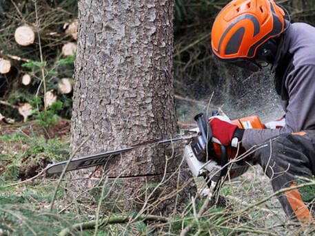 Sydney, Business, Tree Removal Services Gordon | Arborists NSW
