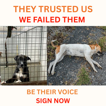 Brisbane, Business, Save Shelter Animals Australia &ndash; Stop Euthanasia Of Healthy Pets