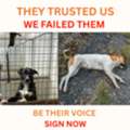 Save Shelter Animals Australia &ndash; Stop Euthanasia Of Healthy Pets