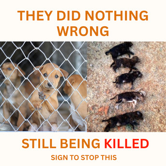 Brisbane, Business, Save Shelter Animals Australia &ndash; Stop Euthanasia Of Healthy Pets