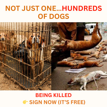 Brisbane, Business, Save Shelter Animals Australia &ndash; Stop Euthanasia Of Healthy Pets