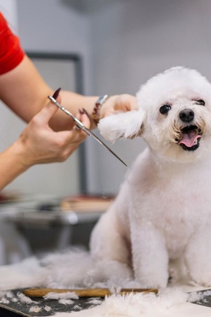 New York, Pet Sitting, Professional Grooming Care For Happy And Healthy Dogs