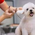 Professional Grooming Care For Happy And Healthy Dogs