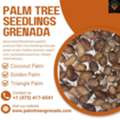 Palm Tree Seedlings In Grenada For Gardens And Landscapes