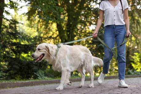 Bhubaneswar, Pet Sitting, Dog Walking Services In Bhubaneswar