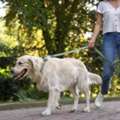 Dog Walking Services In Bhubaneswar