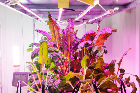 New York, Real Estate, PVC Grow Room Walls Are Designed To Last A Lifetime