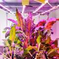 PVC Grow Room Walls Are Designed To Last A Lifetime