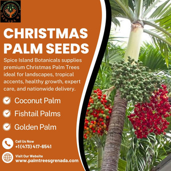 Jamaica, Farm/Garden, Christmas Palm Seeds In Grenada For Planting