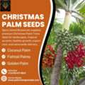 Christmas Palm Seeds In Grenada For Planting