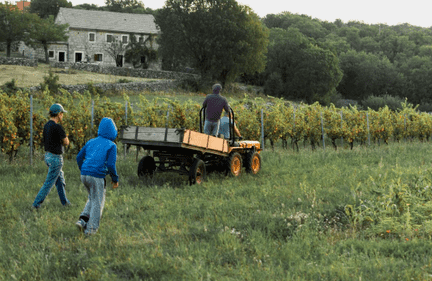 New York, Business, Sod Delivery In Central Florida For Fresh, Fast, And Reliable Service