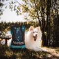 Dog Food For Sensitive Stomach Dogs