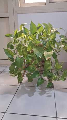 Manama, Farm & Garden, BHD 01,  Plant