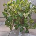 BHD 01,  Plant's For Sale