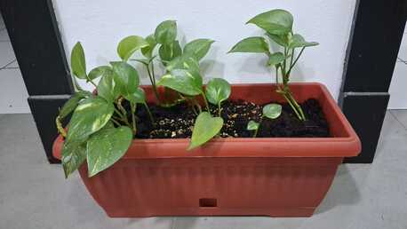 Manama, Farm & Garden, BHD 01,  Plant