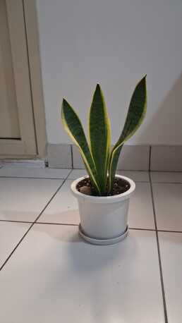 Manama, Farm & Garden, BHD 01,  Plant