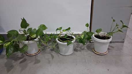 Manama, Farm & Garden, BHD 01,  Plant