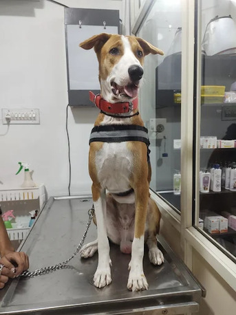 Jaipur, Health, The Pets Vet Veterinary Hospital